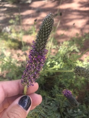 Dalea searlsiae