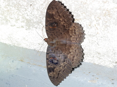 Erebus walkeri