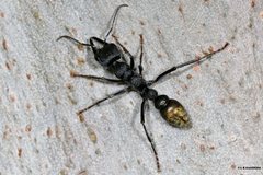 Myrmecia gilberti
