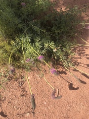 Dalea searlsiae