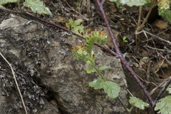 Phacelia malvifolia