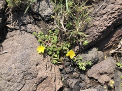 Portulaca psammotropha