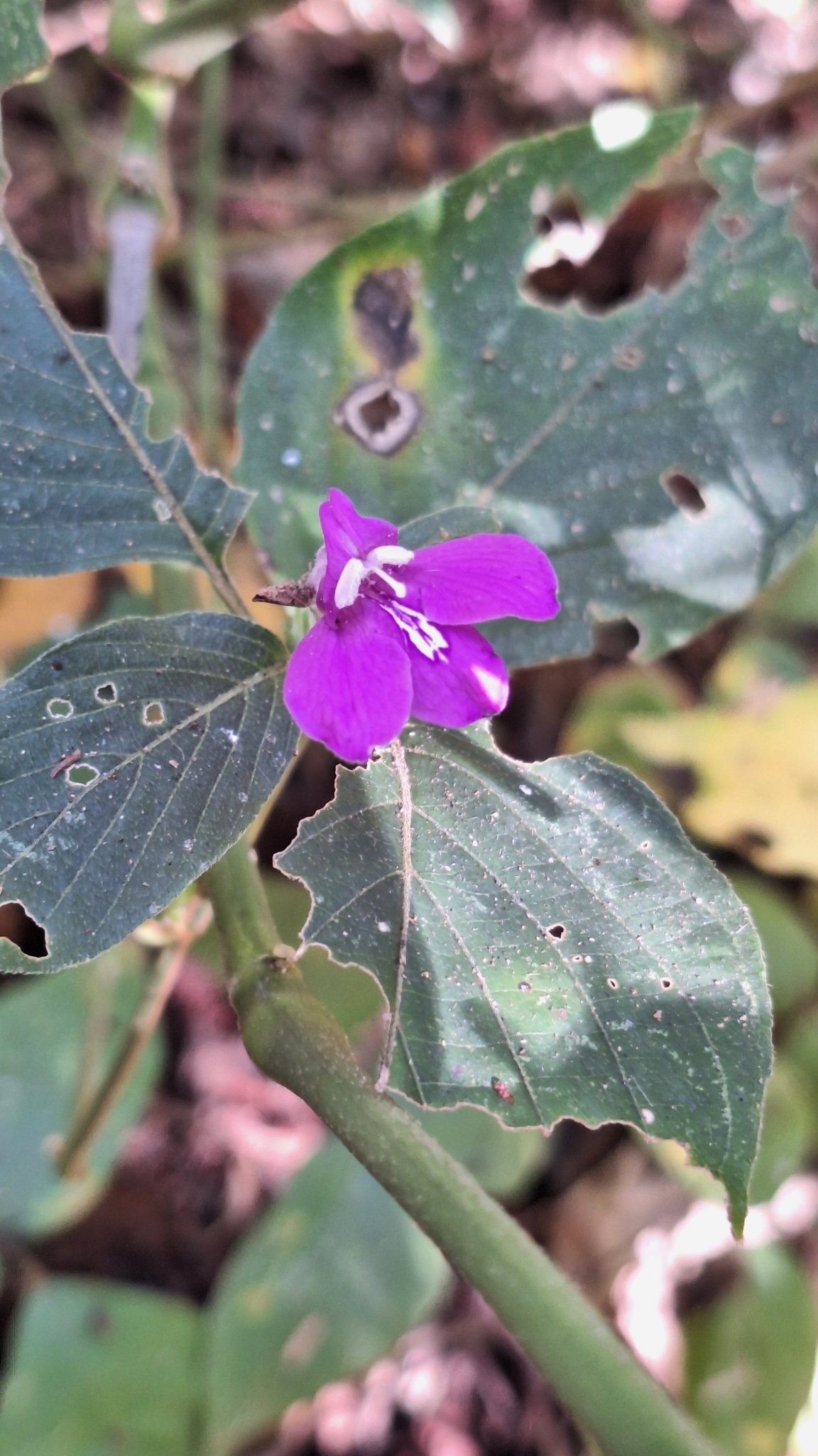 Justicia thunbergioides