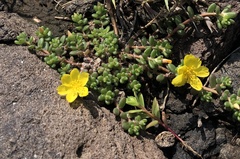 Portulaca psammotropha
