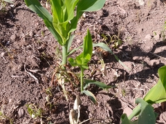 Zea mays mays