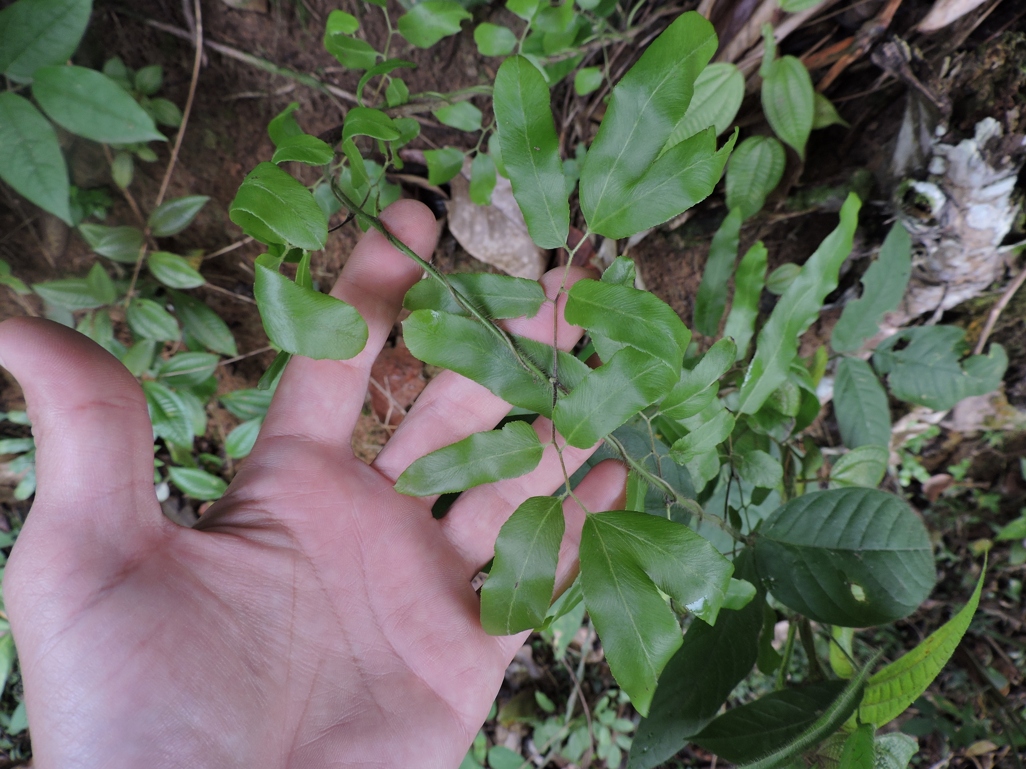 Lygodium volubile