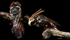 Rhodohylaeus