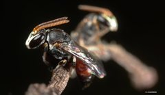 Rhodohylaeus