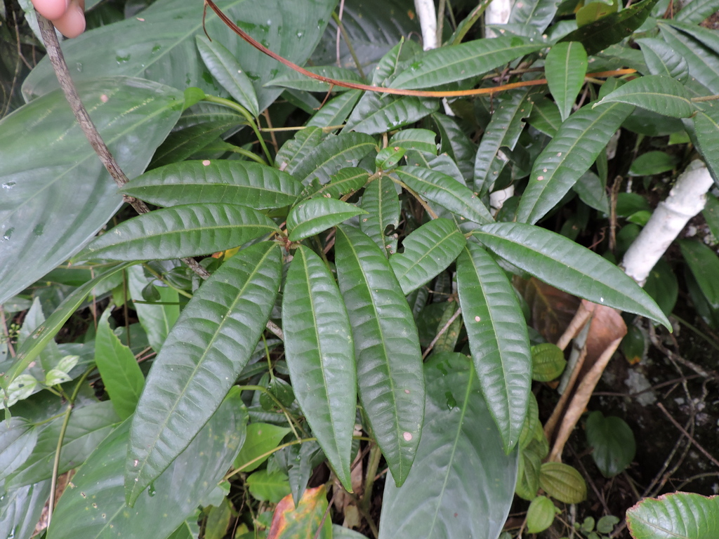 Guapira laurifolia