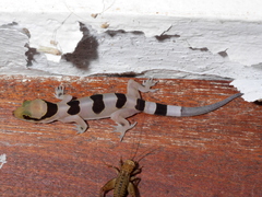 Hemidactylus coalescens
