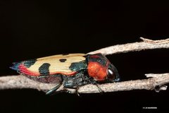 Castiarina mustelamajor