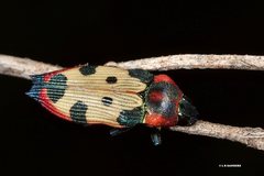 Castiarina mustelamajor