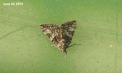 Catocala streckeri