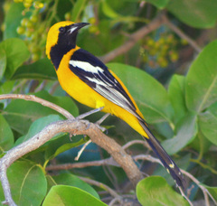 Icterus cucullatus