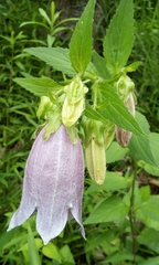 Campanula punctata
