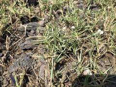 Zoysia matrella