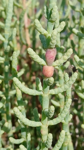 Baldratia salicorniae