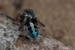 Maratus nigromaculatus