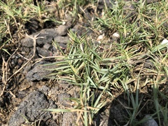 Zoysia matrella