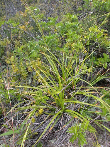 Carex wahuensis observed 2004-02-05