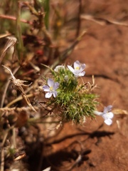 Navarretia tagetina