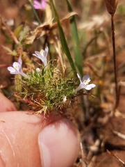 Navarretia tagetina