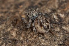 Maratus nigromaculatus