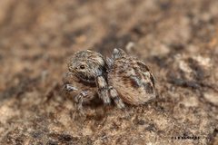 Maratus nigromaculatus