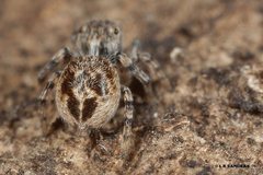 Maratus nigromaculatus