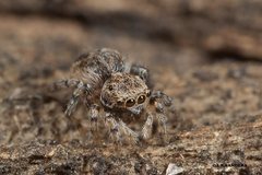 Maratus nigromaculatus