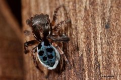 Maratus nigromaculatus
