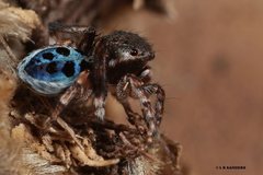 Maratus nigromaculatus