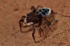 Maratus nigromaculatus