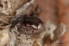 Maratus nigromaculatus
