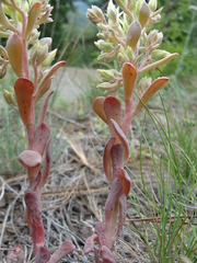 Sedum oblanceolatum