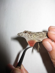 Anolis sulcifrons