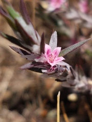 Polygonum bidwelliae