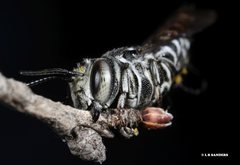 Coelioxys albolineatus