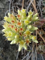 Sedum oblanceolatum