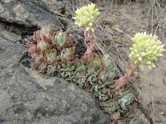 Sedum oblanceolatum