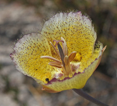 Calochortus weedii intermedius