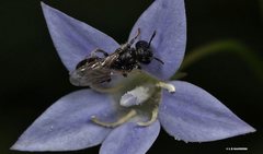 Lasioglossum demicapillum