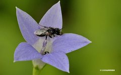 Lasioglossum demicapillum