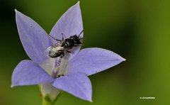 Lasioglossum demicapillum