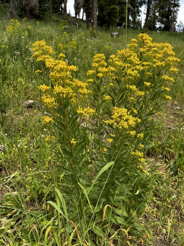 Image of Senecio serra by (c) Michael O'Loughlin, some rights reserved (CC BY)