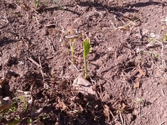 Zea mays mays