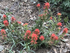 Castilleja applegatei