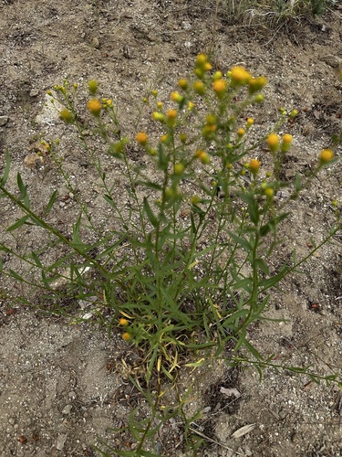 Image of Erigeron inornatus by (c) Michael O'Loughlin, some rights reserved (CC BY)