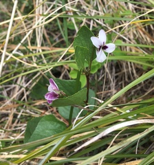Viola cuneata