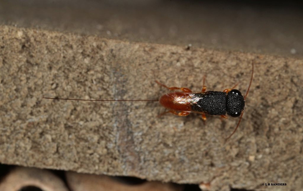 Megalyra troglodytes